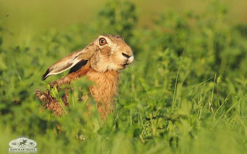 весенний заяц охота